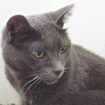 Ollie, an adoptable Russian Blue in Green Valley, AZ image 4/5