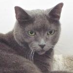 Ollie, an adoptable Russian Blue in Green Valley, AZ image 2/5