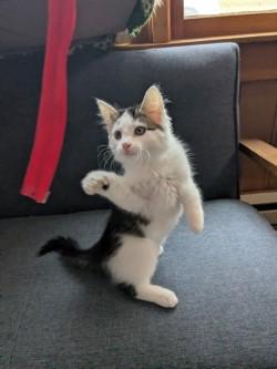 Enlarge Isaac & Willie, a Adoptable Domestic Medium Hair in Johnson City, TN image 2/3