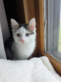 Enlarge Isaac & Willie, a Adoptable Domestic Medium Hair in Johnson City, TN image 3/3