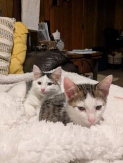 Enlarge Isaac & Willie, a Adoptable Domestic Medium Hair in Johnson City, TN image 1/3