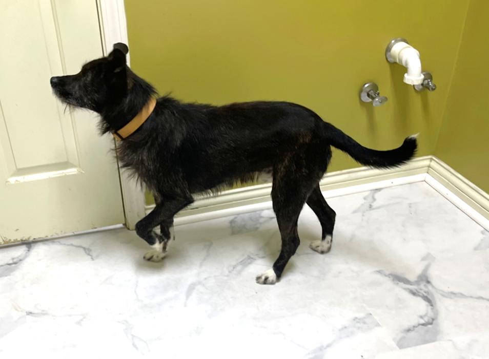 Lucky, a Adoptable Mixed Breed in Columbia, KY image 2/4