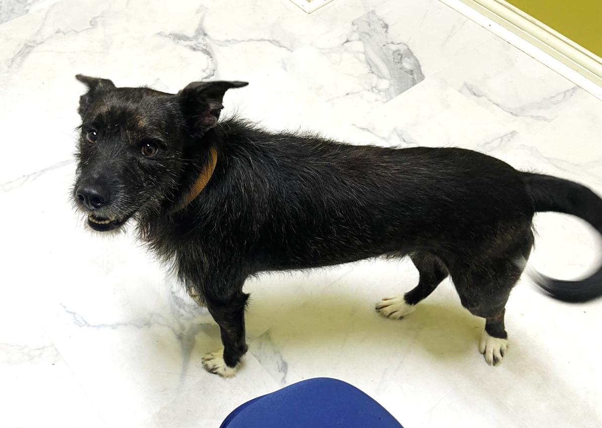 Lucky, a Adoptable Mixed Breed in Columbia, KY image 3/4