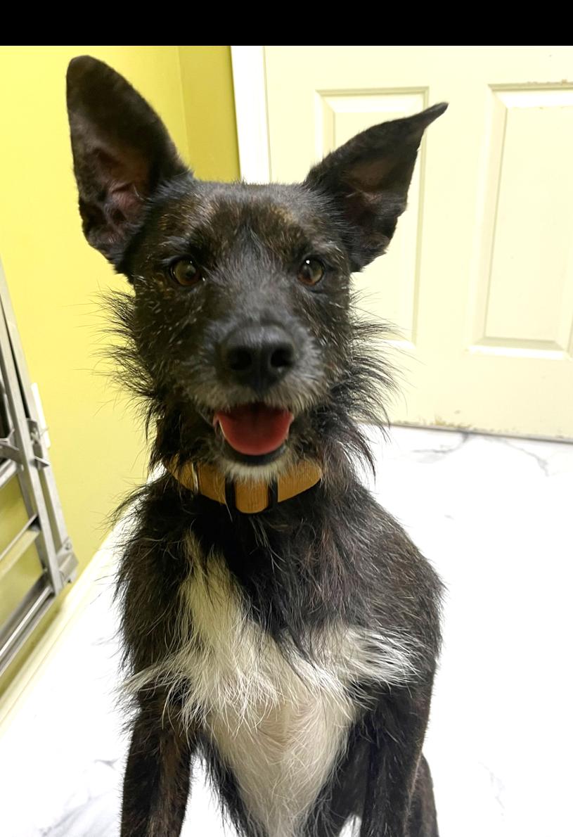 Lucky, a Adoptable Mixed Breed in Columbia, KY image 1/4