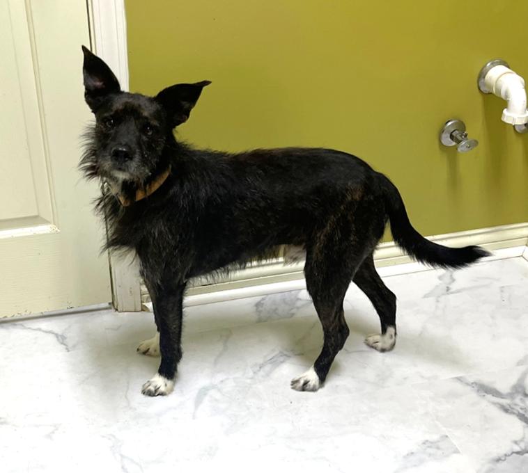 Lucky, a Adoptable Mixed Breed in Columbia, KY image 4/4