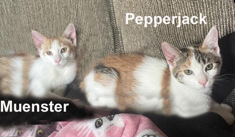 Pepperjack & Muenster Gil. (sweet sister and brother), an adopted Domestic Short Hair in Stowe, PA image 3/5