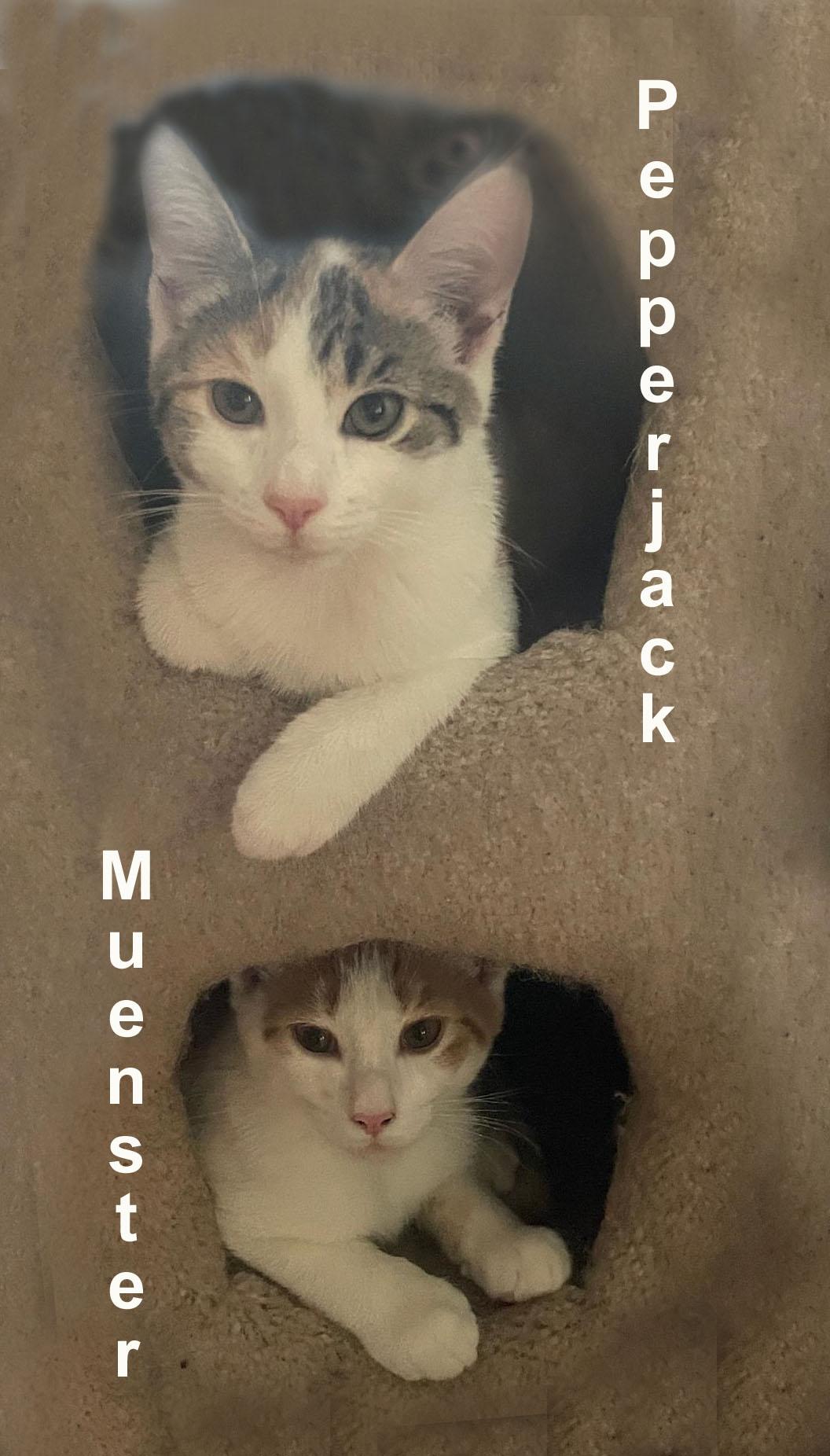Pepperjack & Muenster Gil. (sweet sister and brother), an adopted Domestic Short Hair in Stowe, PA image 1/5