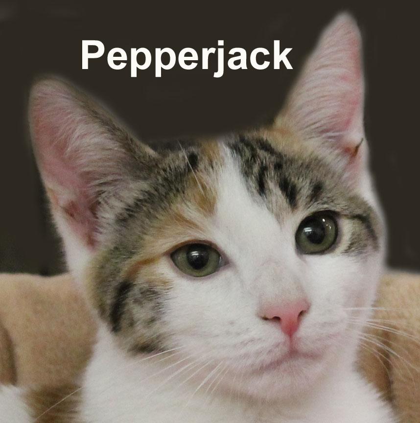 Pepperjack & Muenster Gil. (sweet sister and brother), an adopted Domestic Short Hair in Stowe, PA image 4/5