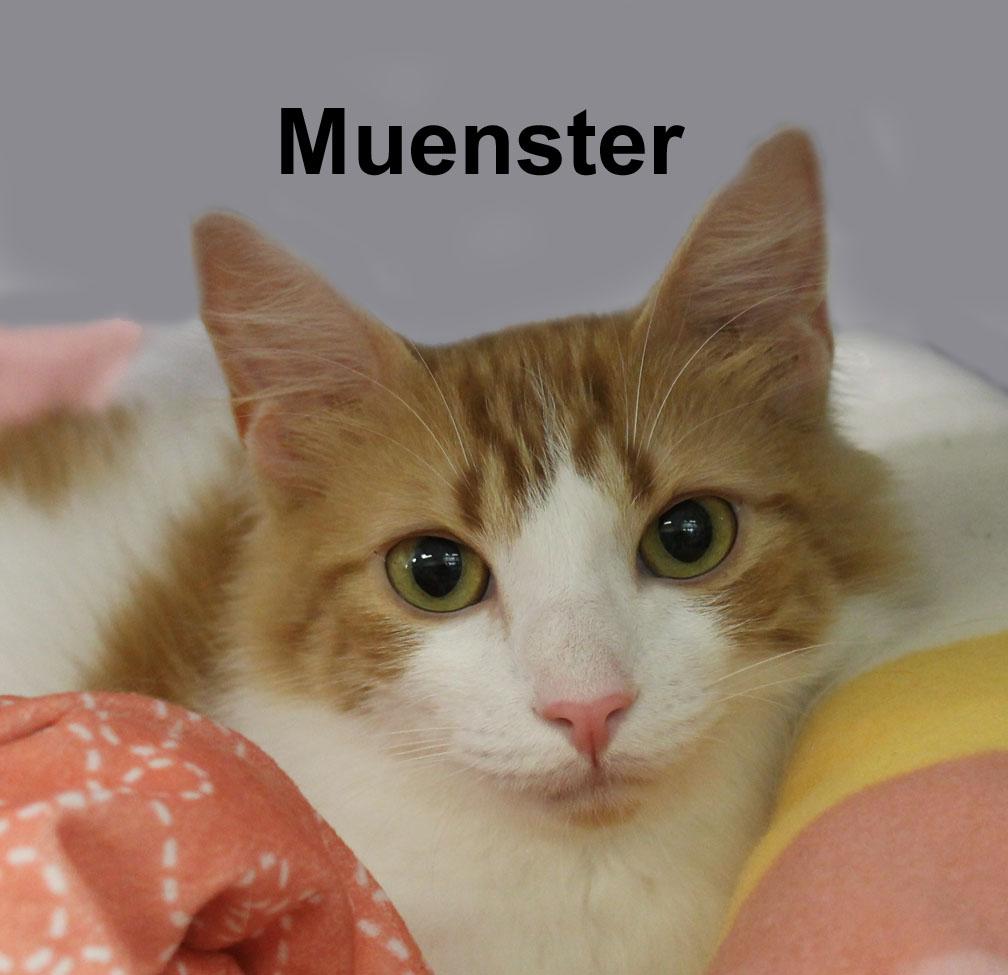 Pepperjack & Muenster Gil. (sweet sister and brother), an adopted Domestic Short Hair in Stowe, PA image 5/5