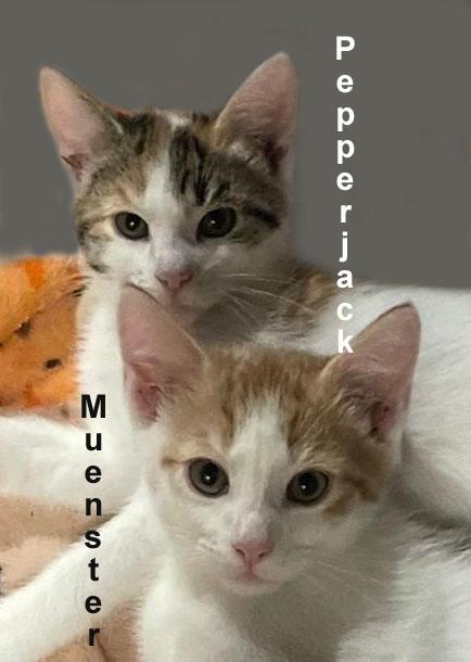 Pepperjack & Muenster Gil. (sweet sister and brother), an adopted Domestic Short Hair in Stowe, PA image 2/5