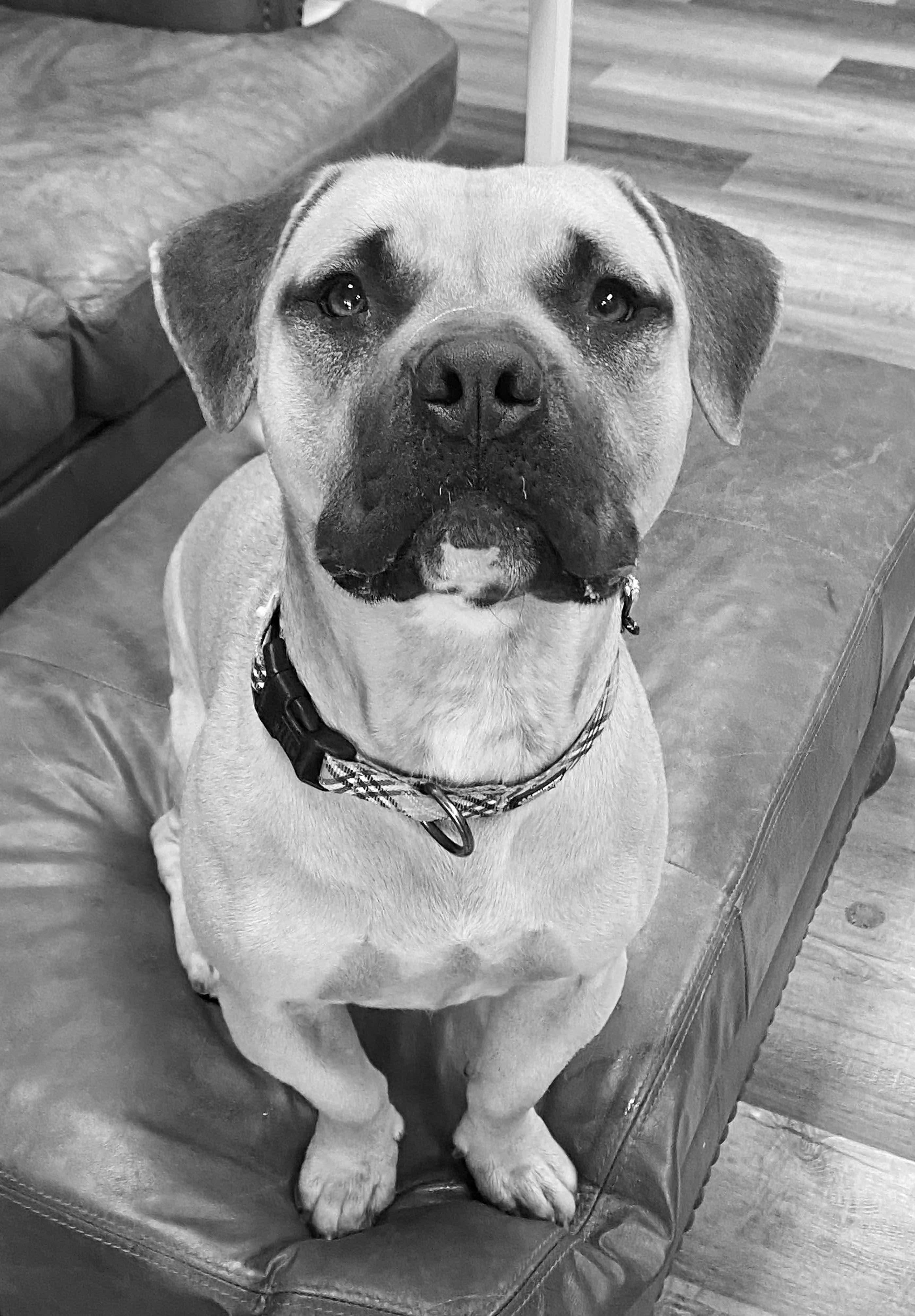 Shorty, Adoptable, Adult Male Pit Bull Terrier & Pug.