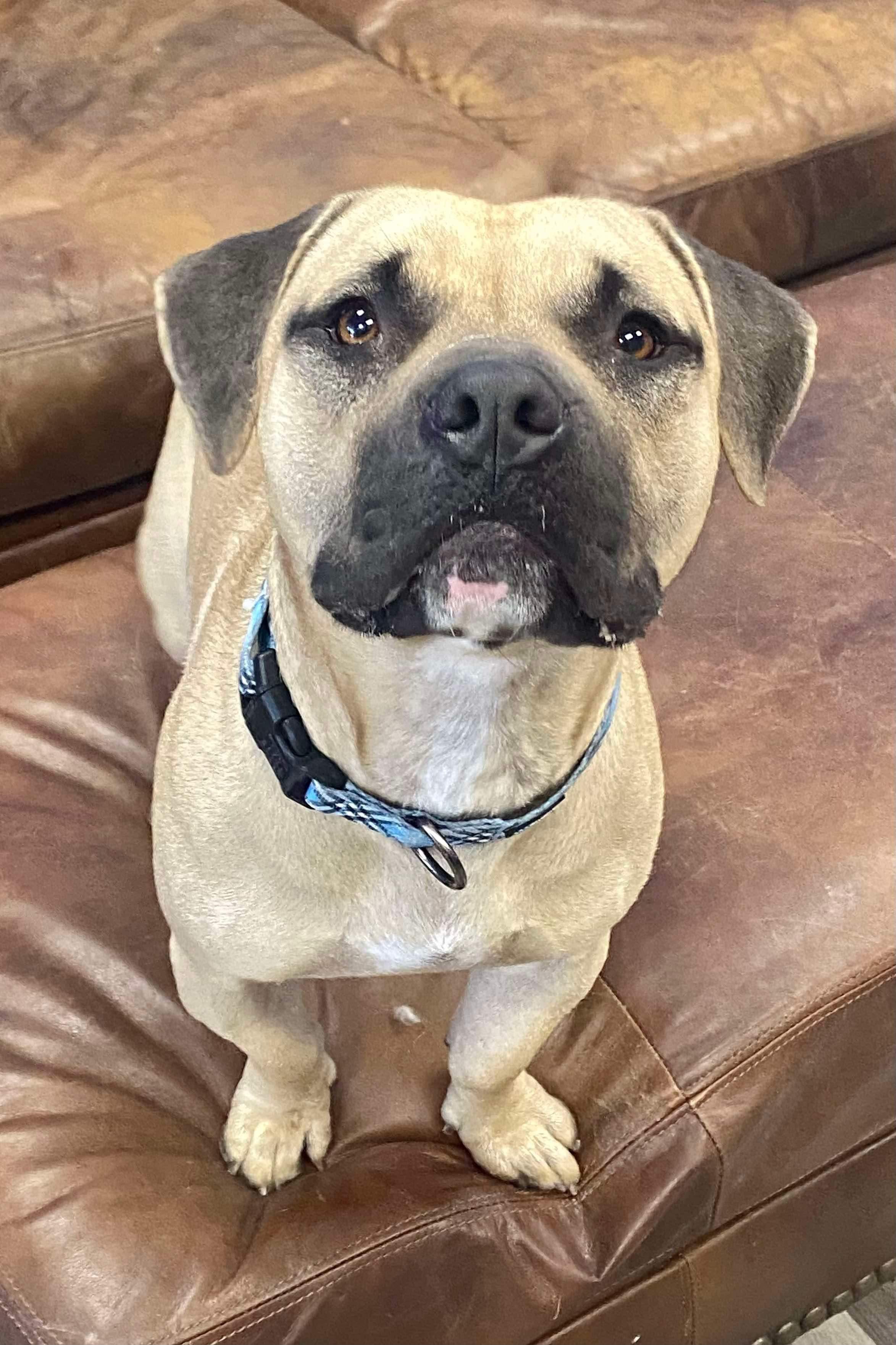 Enlarge Shorty, a Adoptable mixed breed in Phoenix, AZ image 2/6