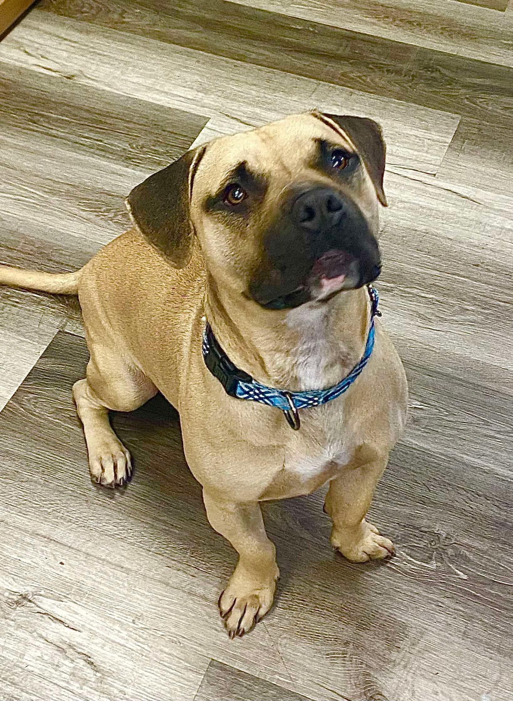 Enlarge Shorty, a Adoptable mixed breed in Phoenix, AZ image 3/6