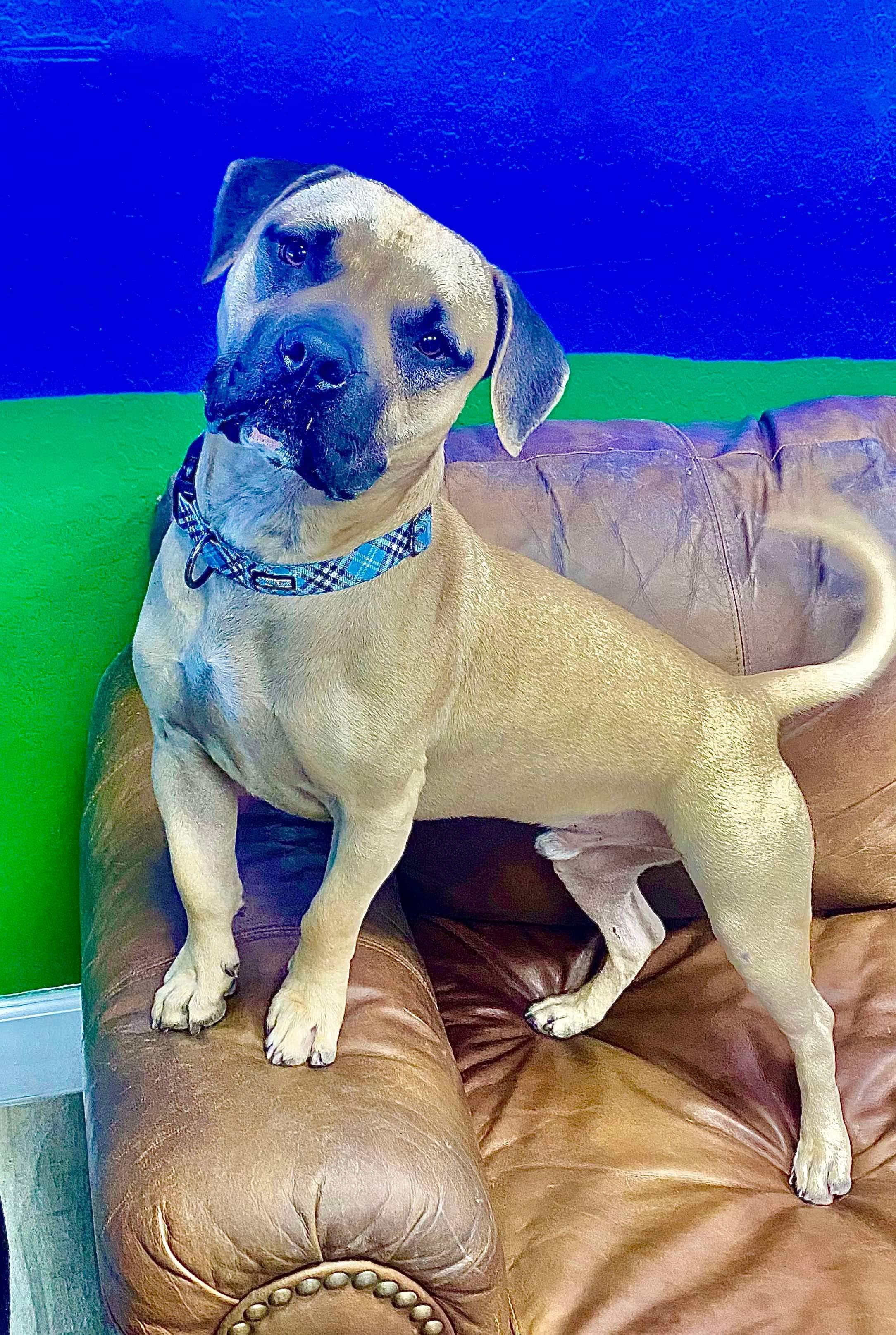 Enlarge Shorty, a Adoptable mixed breed in Phoenix, AZ image 4/6