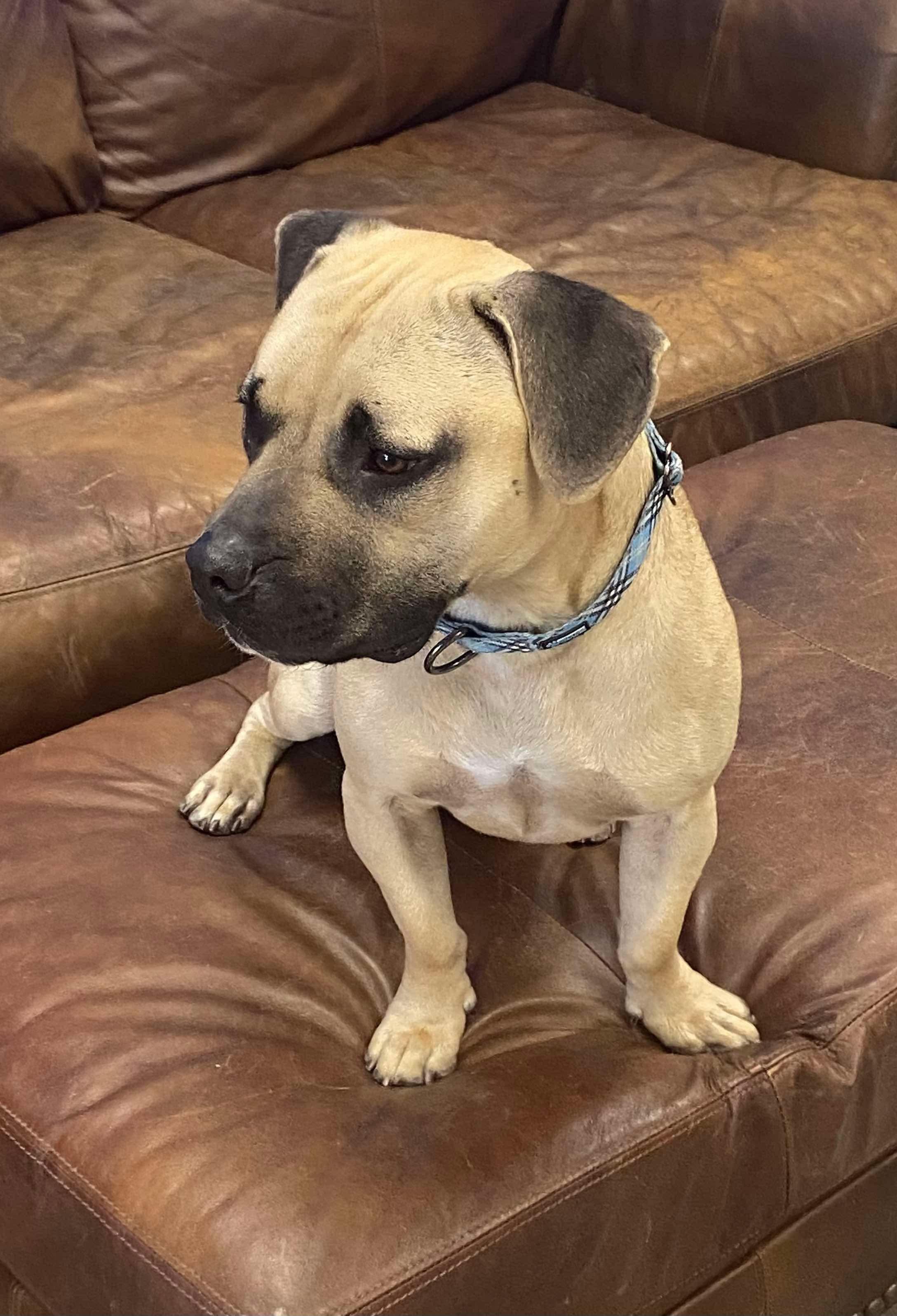 Enlarge Shorty, a Adoptable mixed breed in Phoenix, AZ image 5/6