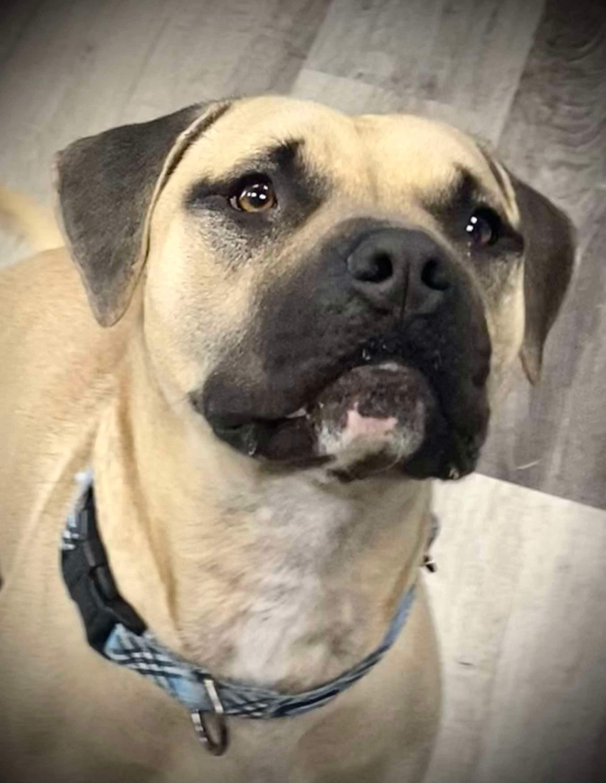 Enlarge Shorty, a Adoptable mixed breed in Phoenix, AZ image 6/6