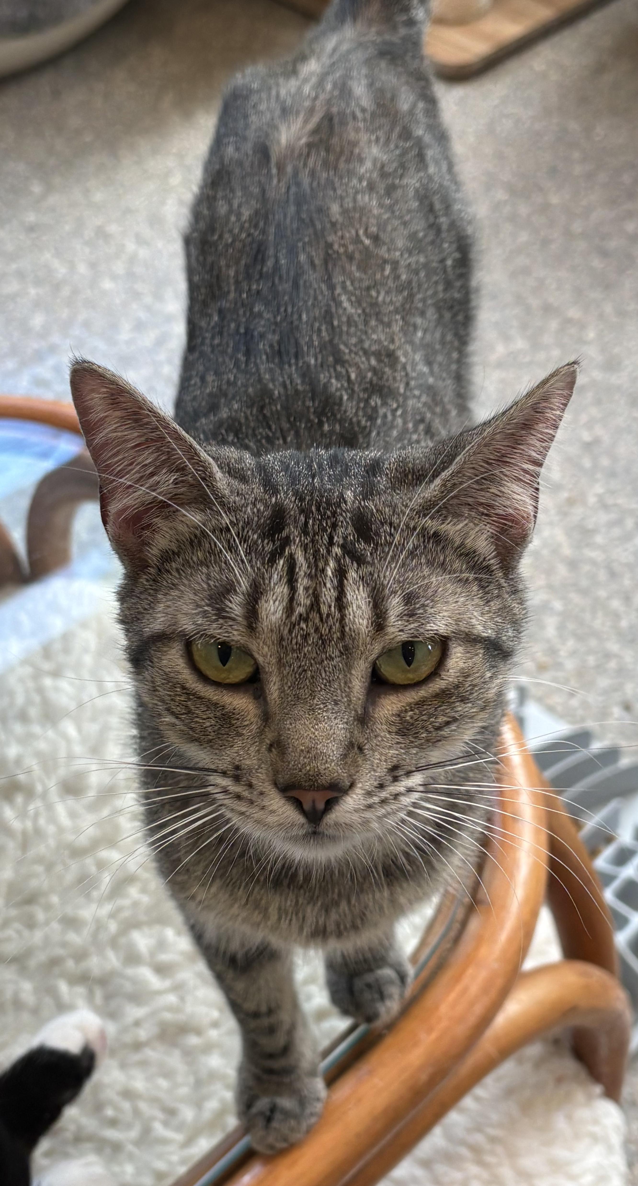 Enlarge Rain, an adopted Tabby in Warwick, NY image 1/1