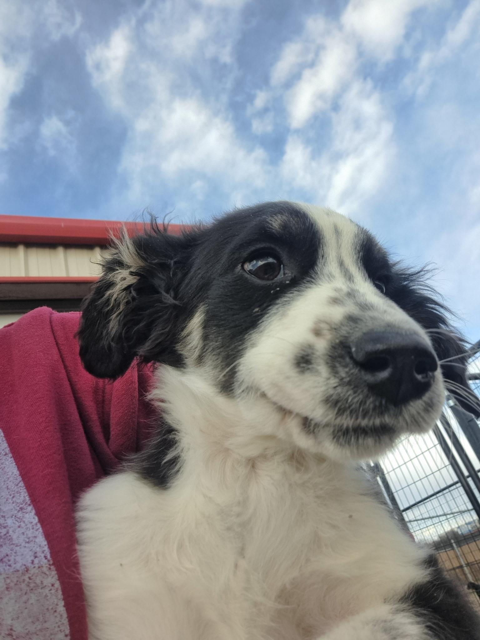 Chip, ADOPTABLE, Puppy Male Cocker Spaniel.