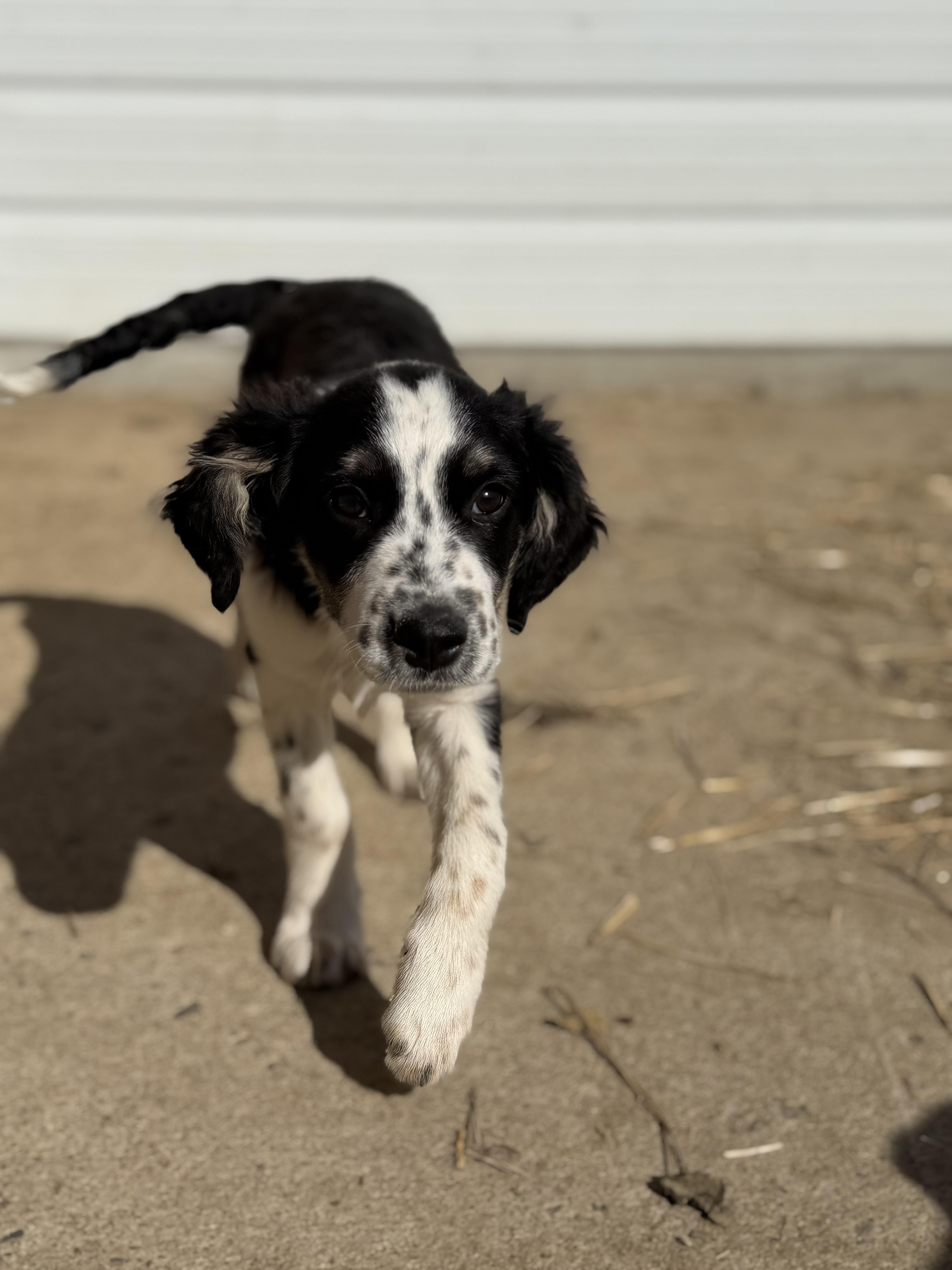 Enlarge Chip, an adopted Australian Shepherd in Muldrow, OK image 5/6