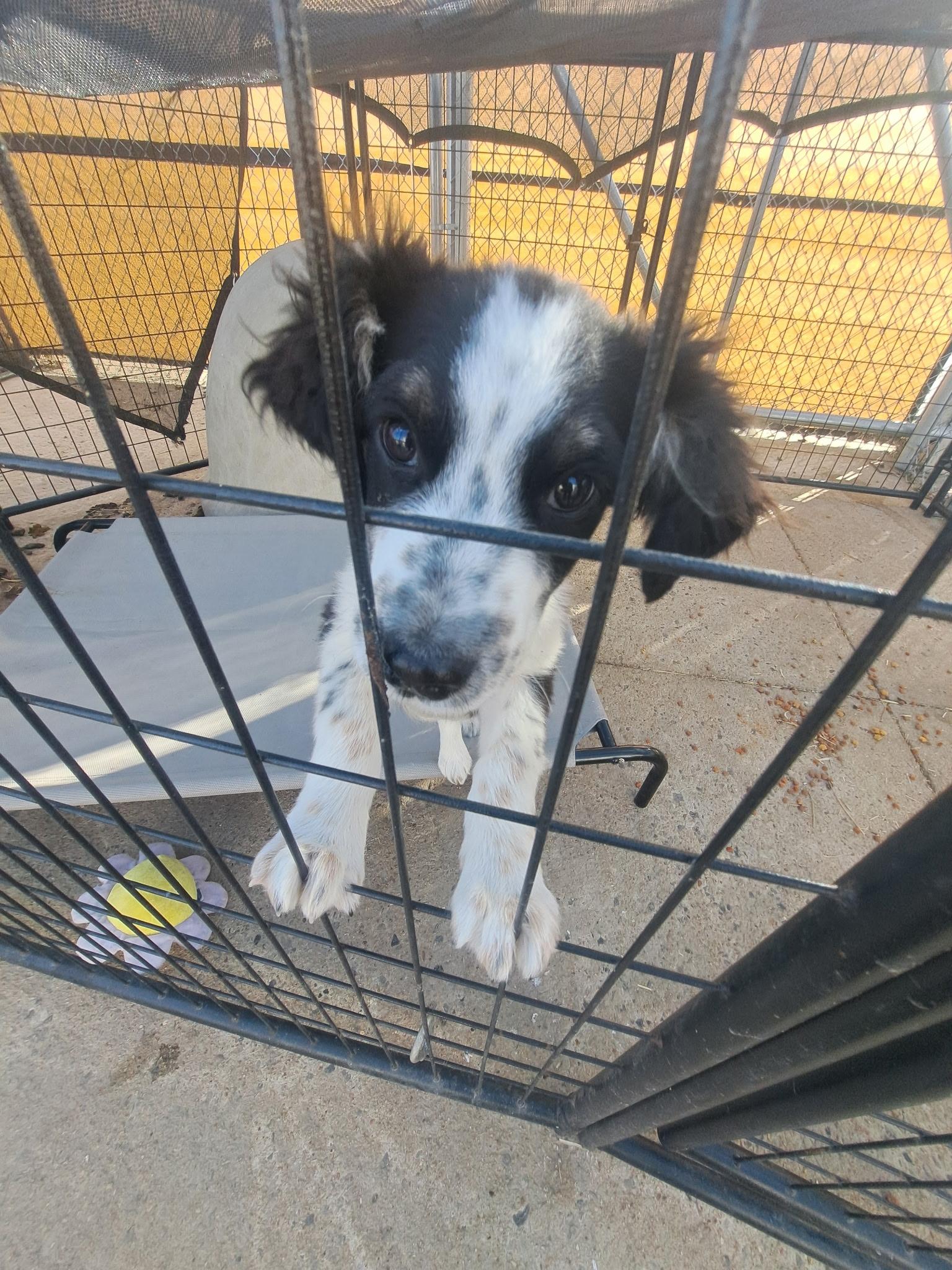 Enlarge Chip, a ADOPTABLE Cocker Spaniel in Muldrow, OK image 2/2