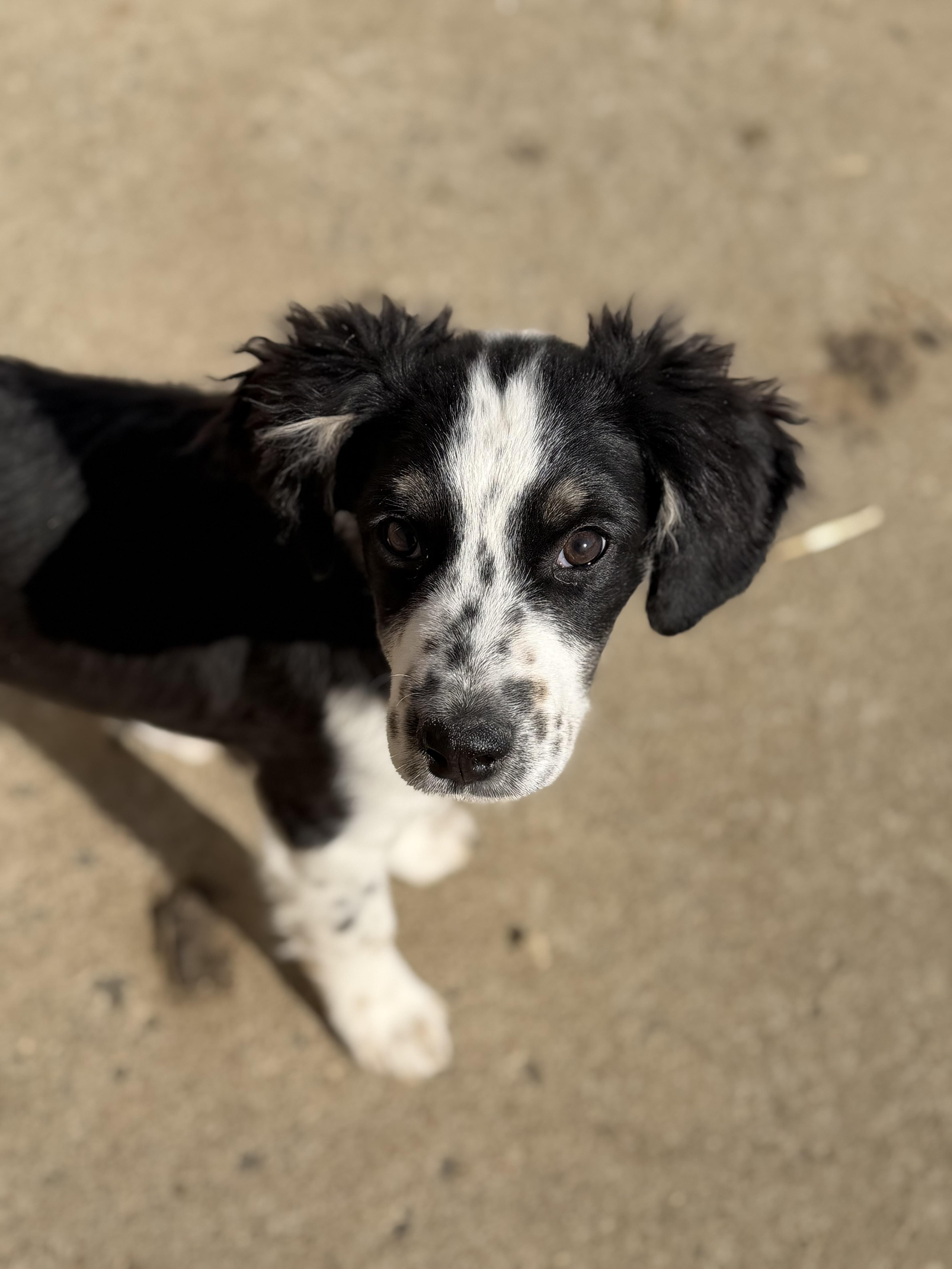 Enlarge Chip, an adopted Australian Shepherd in Muldrow, OK image 3/6