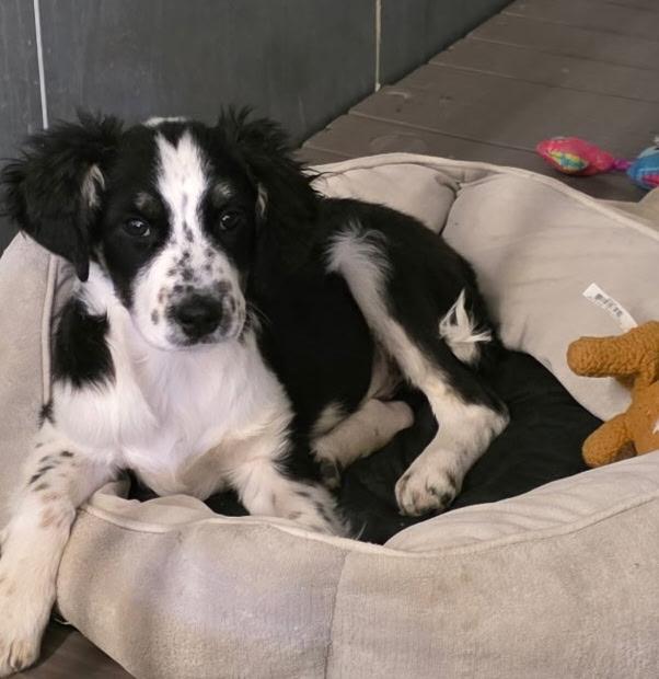 Enlarge Chip, an adopted Australian Shepherd in Muldrow, OK image 2/6