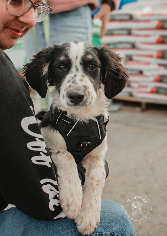 Enlarge Chip, an adopted Australian Shepherd in Muldrow, OK image 1/6