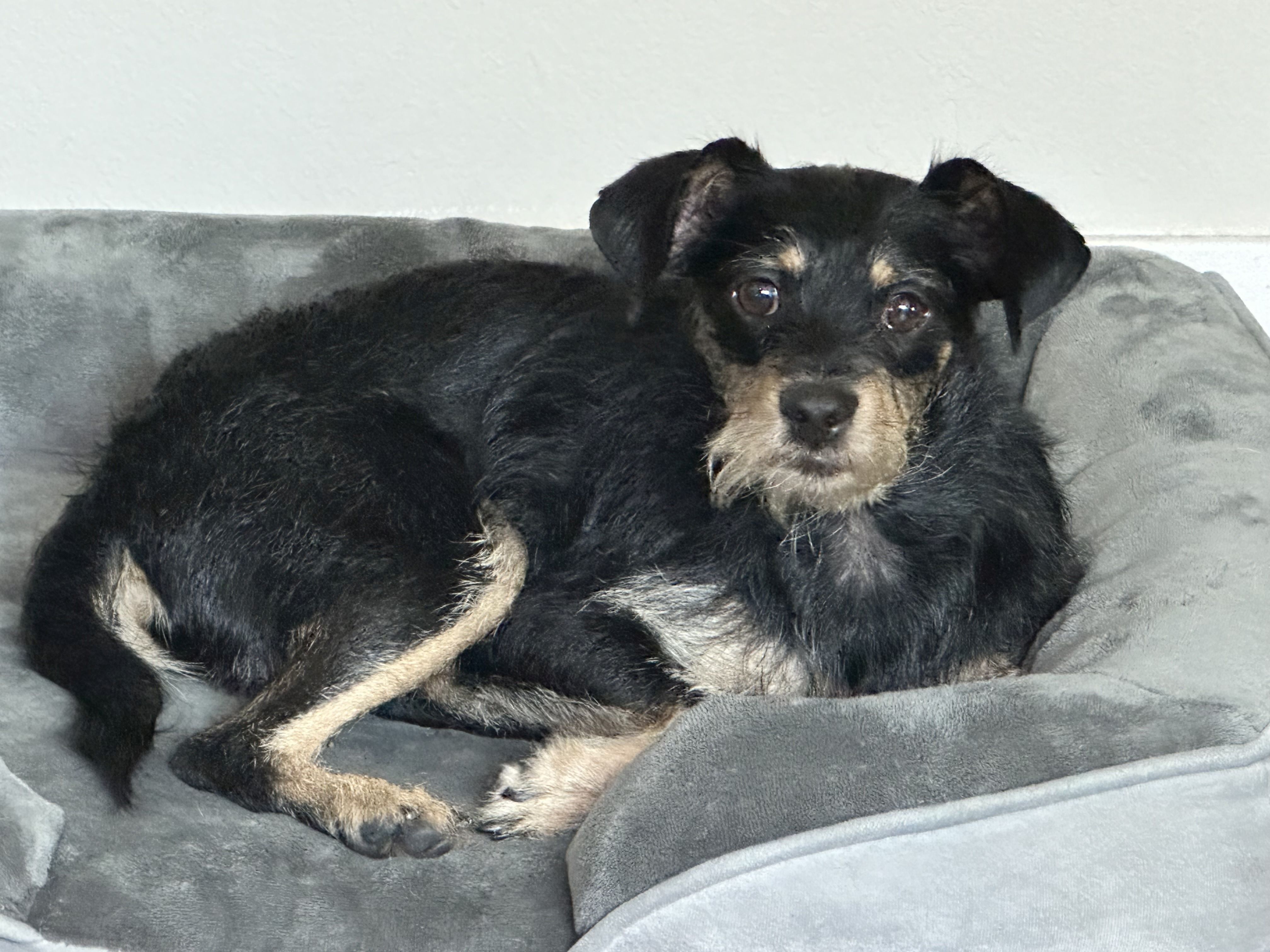 Grady  still available for adoption