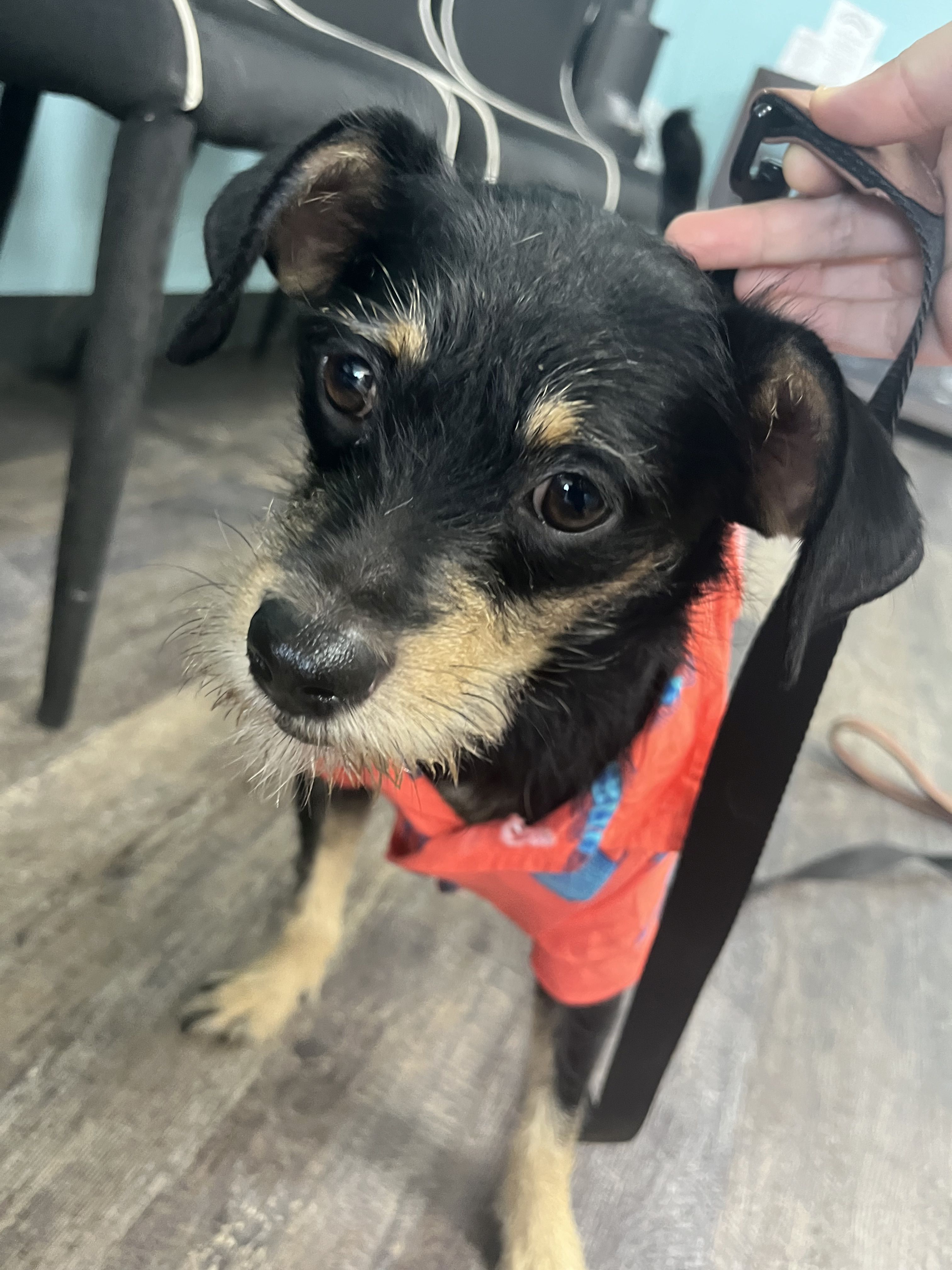 Grady  still available for adoption