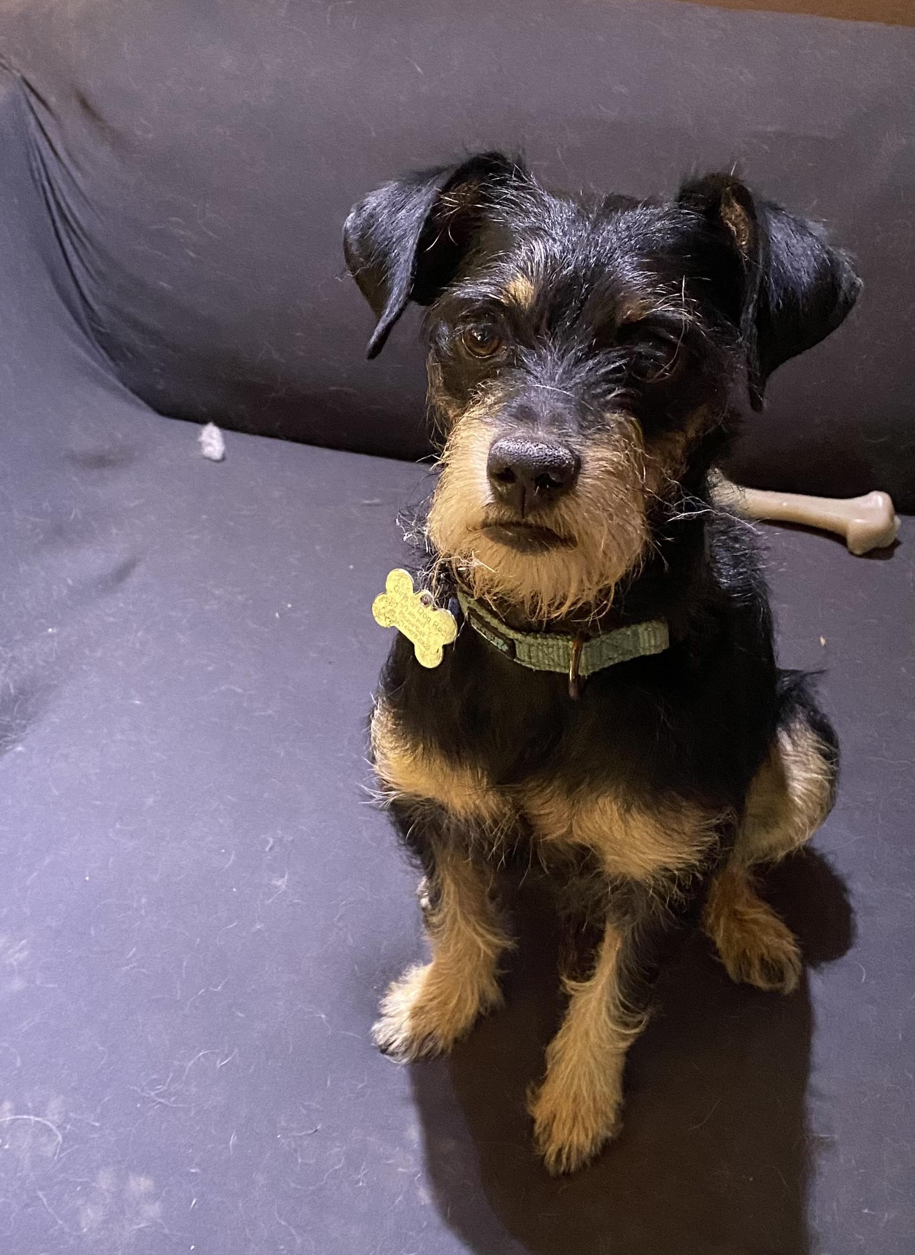 Grady  still available for adoption