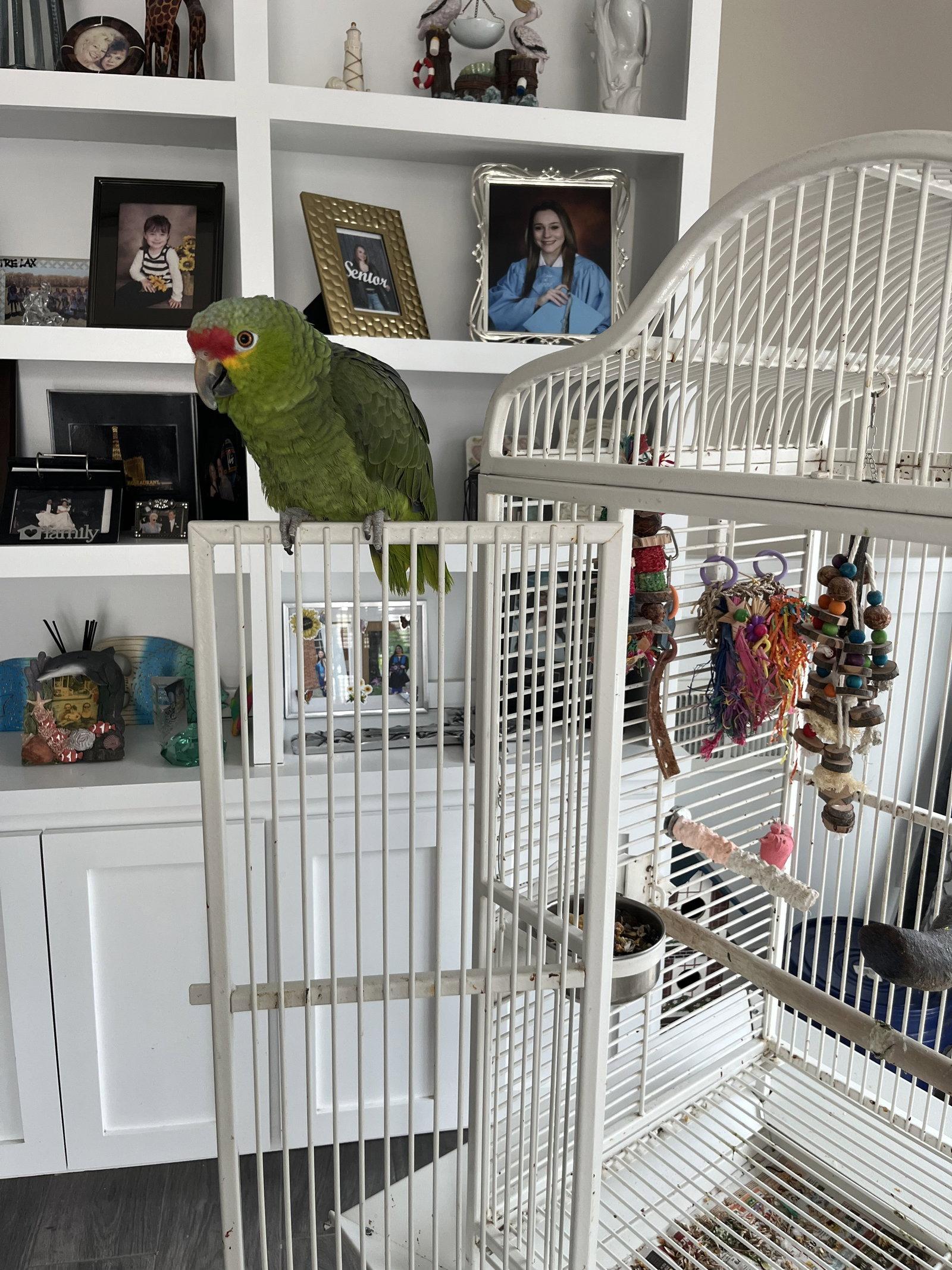 Chi, Adoptable, Adult Male Amazon.
