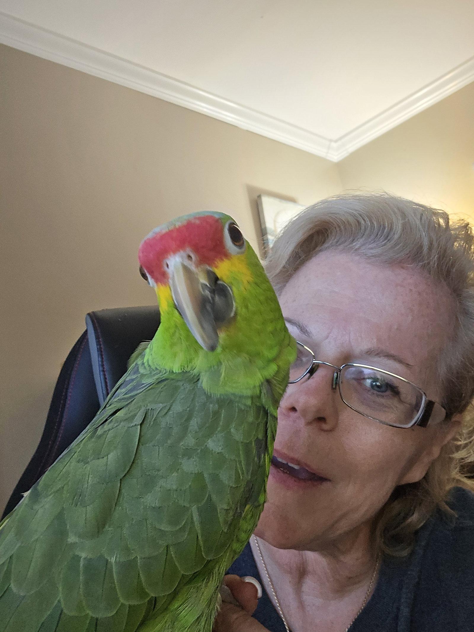 Chi, a Adoptable Amazon in Belford, NJ image 2/3