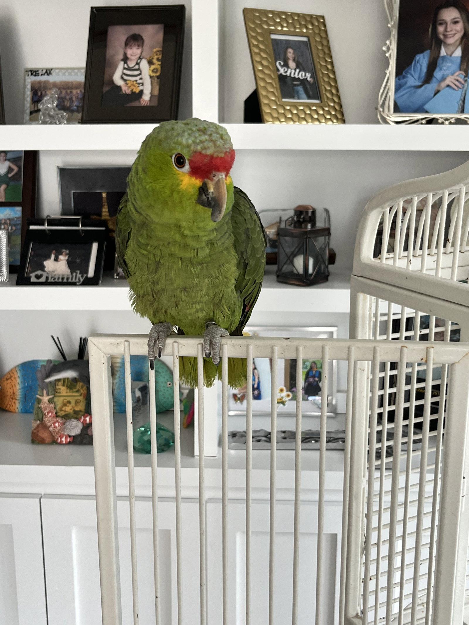 Chi, a Adoptable Amazon in Belford, NJ image 3/3