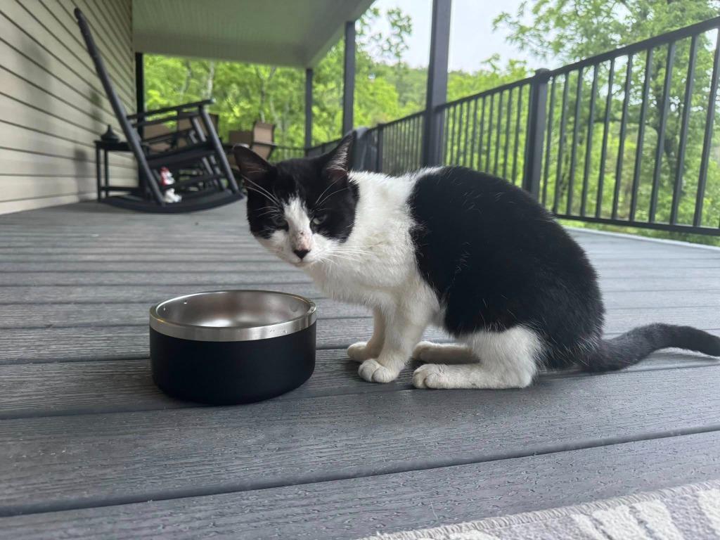 Dwayne, Adult Male Domestic Short Hair