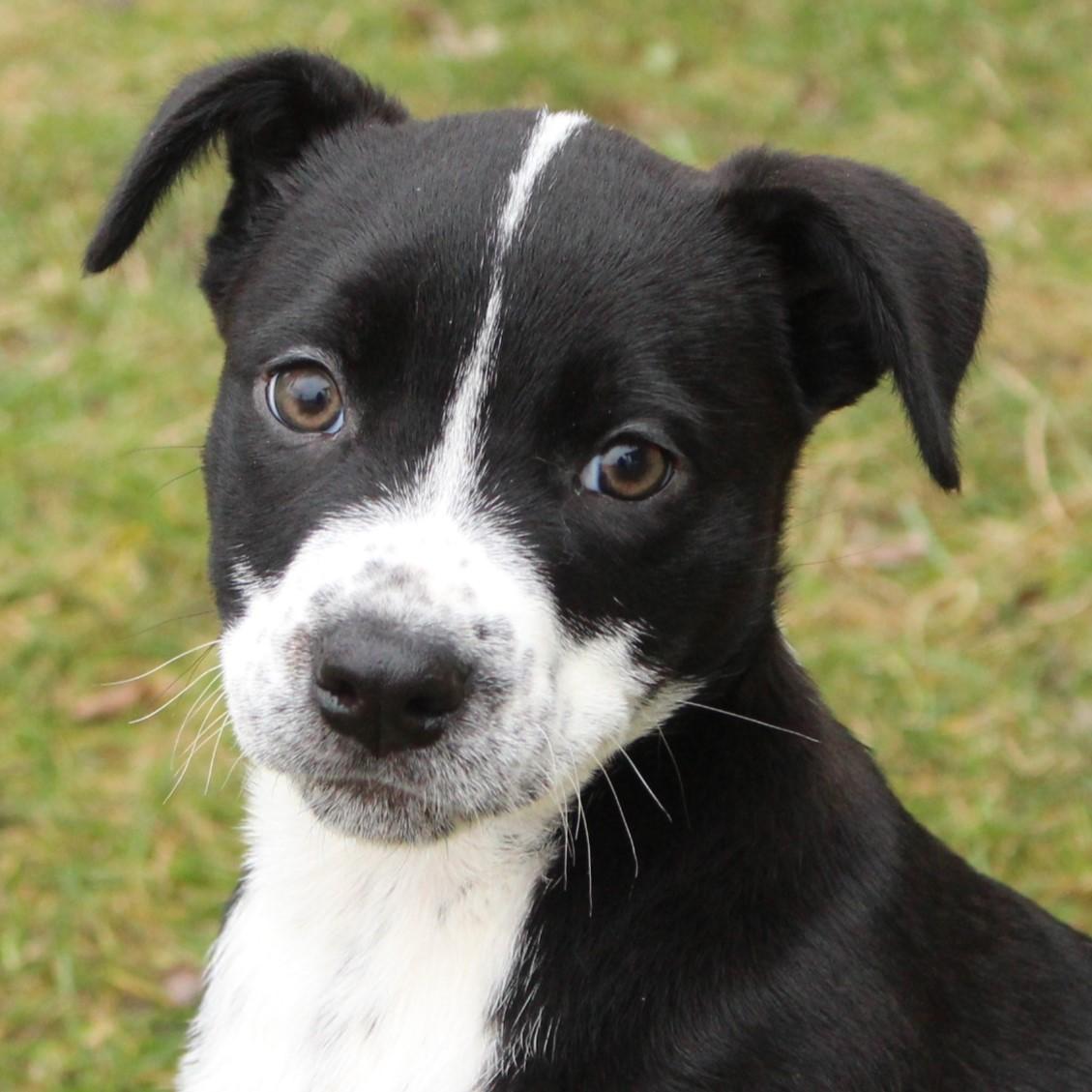 Eden, adopted, Puppy Female Mixed Breed.