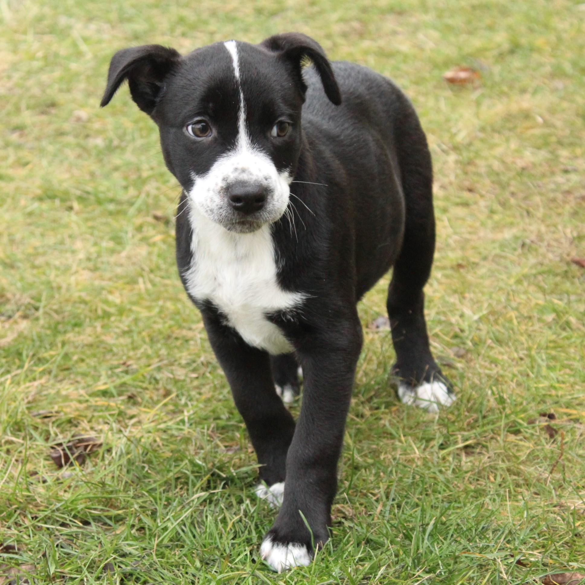 Enlarge Eden, an adopted Mixed Breed in Eaton, OH image 5/6