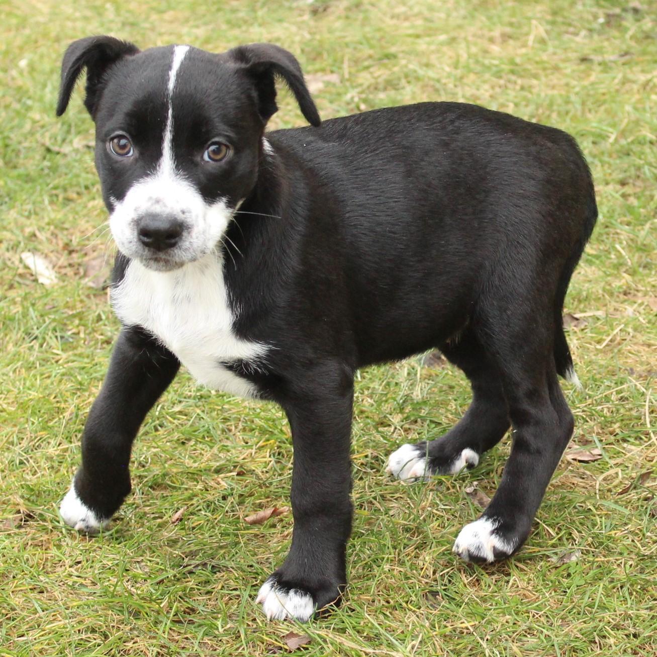 Enlarge Eden, an adopted Mixed Breed in Eaton, OH image 2/6