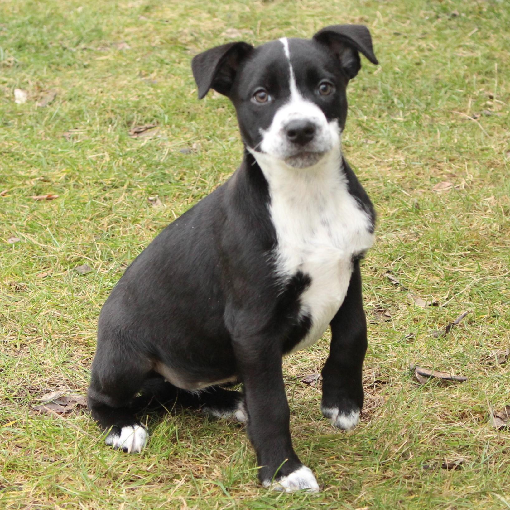 Enlarge Eden, an adopted Mixed Breed in Eaton, OH image 3/6