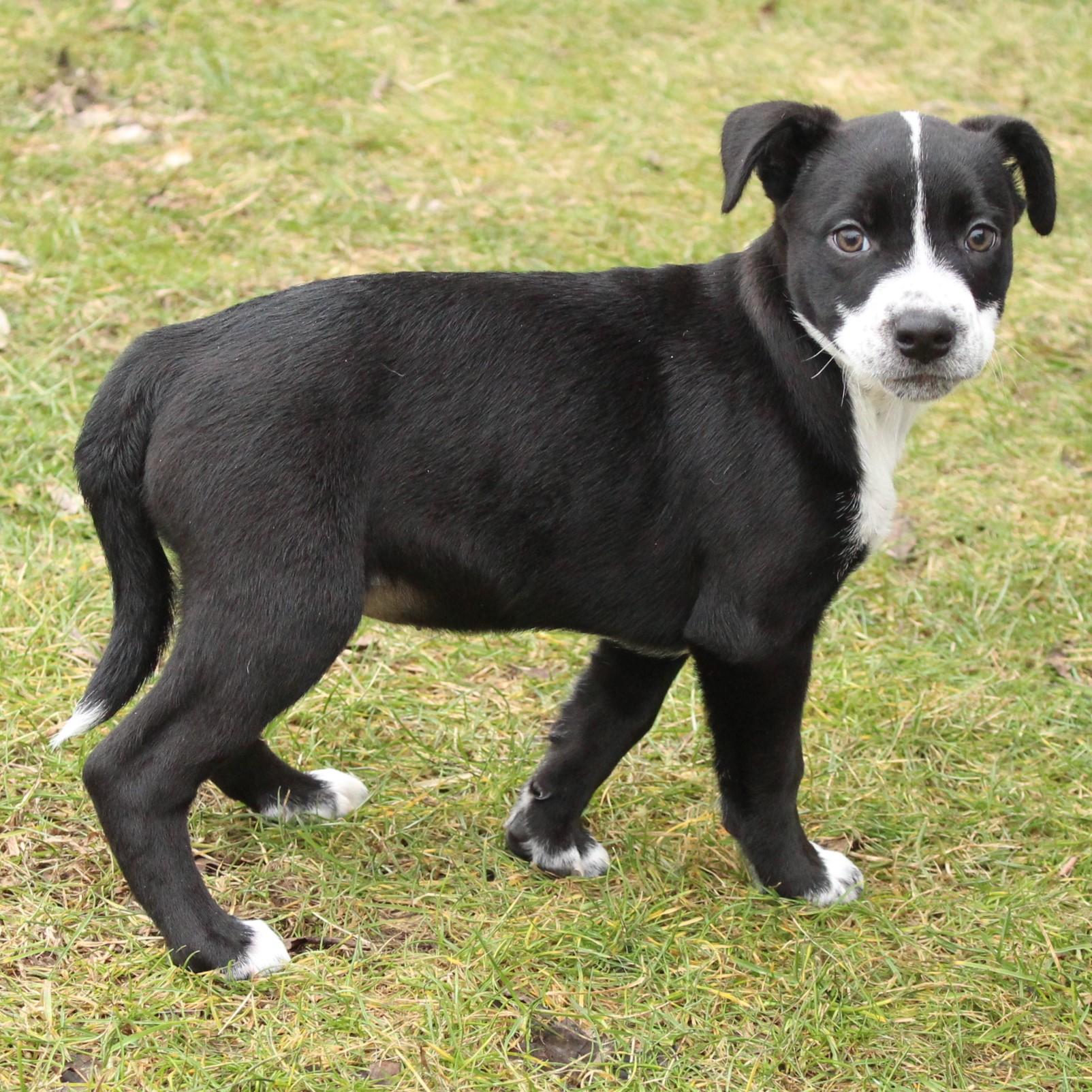 Enlarge Eden, an adopted Mixed Breed in Eaton, OH image 6/6