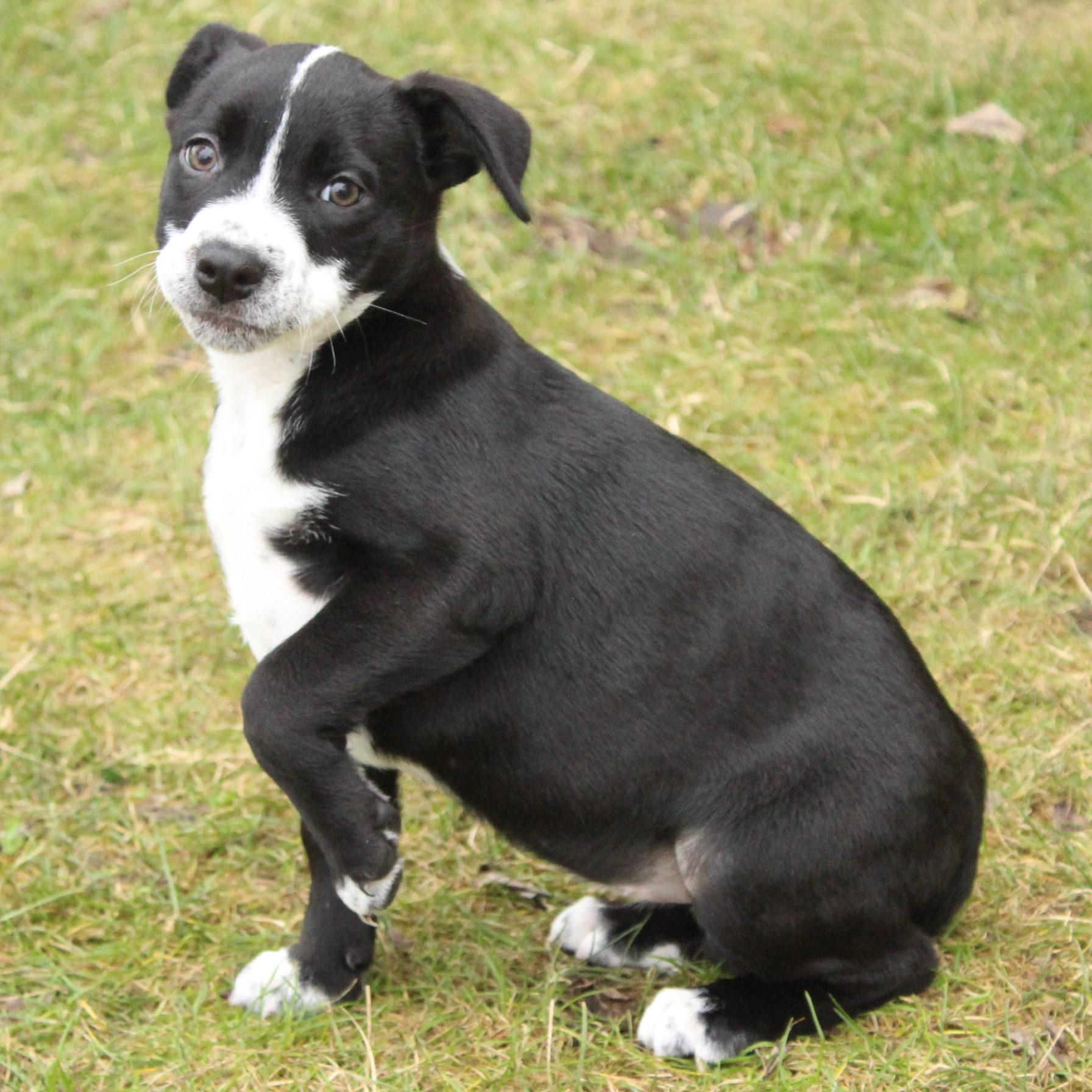 Enlarge Eden, an adopted Mixed Breed in Eaton, OH image 4/6