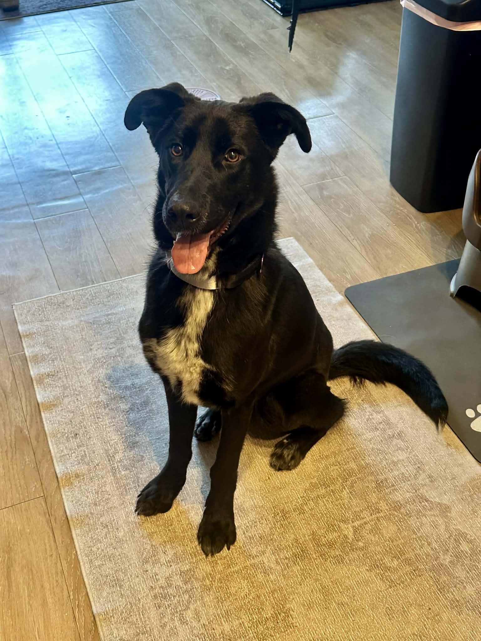 Enlarge Mary Winchester, a Adoptable mixed breed in Austin, TX image 4/4