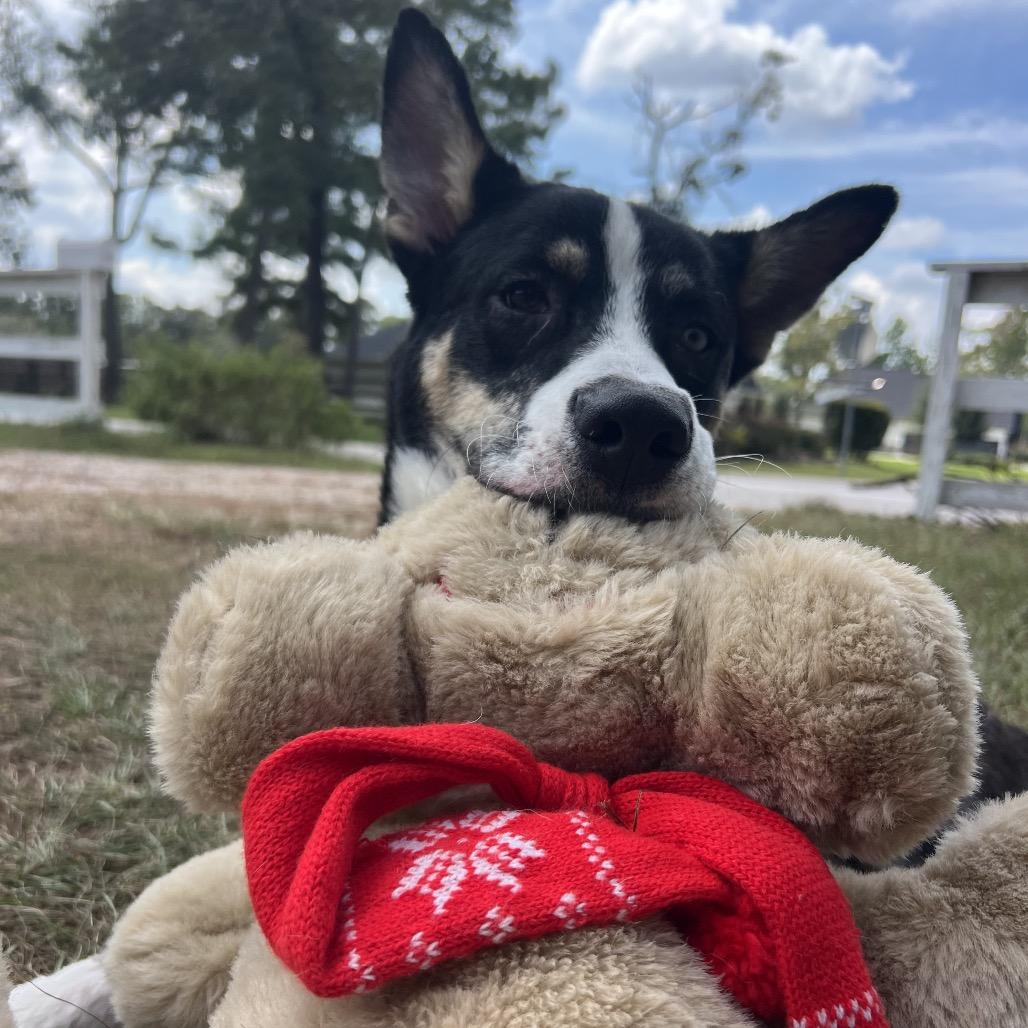 Phineas, Adoptable, Young Male Husky & Mixed Breed.