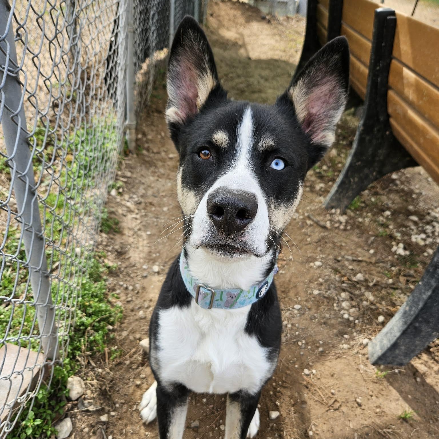 Enlarge Phineas, a Adoptable mixed breed in South Bend, IN image 6/6