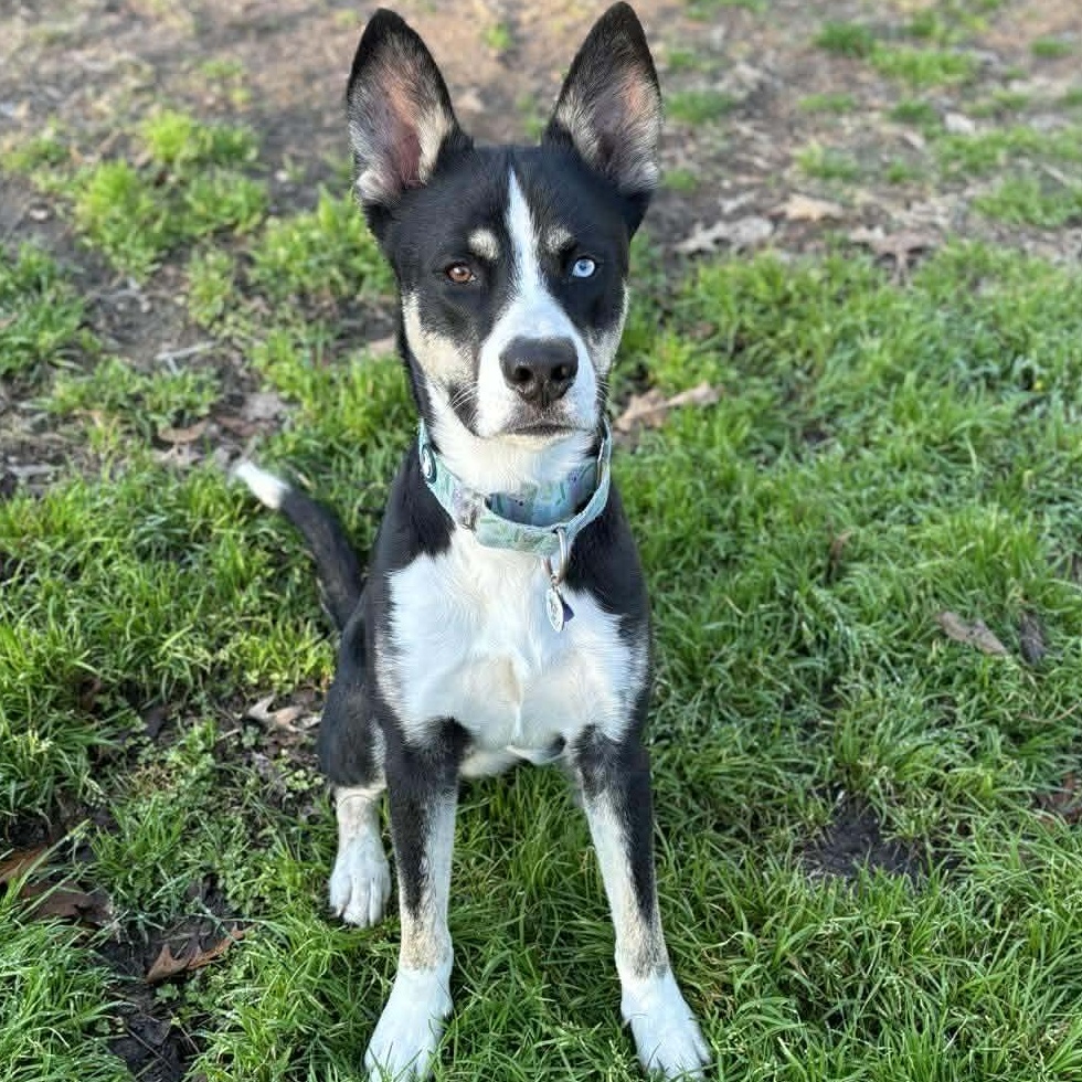 Enlarge Phineas, a Adoptable mixed breed in South Bend, IN image 5/6
