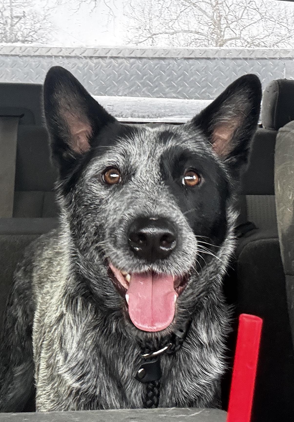 Wade, Adoptable, Young Male Australian Cattle Dog / Blue Heeler.