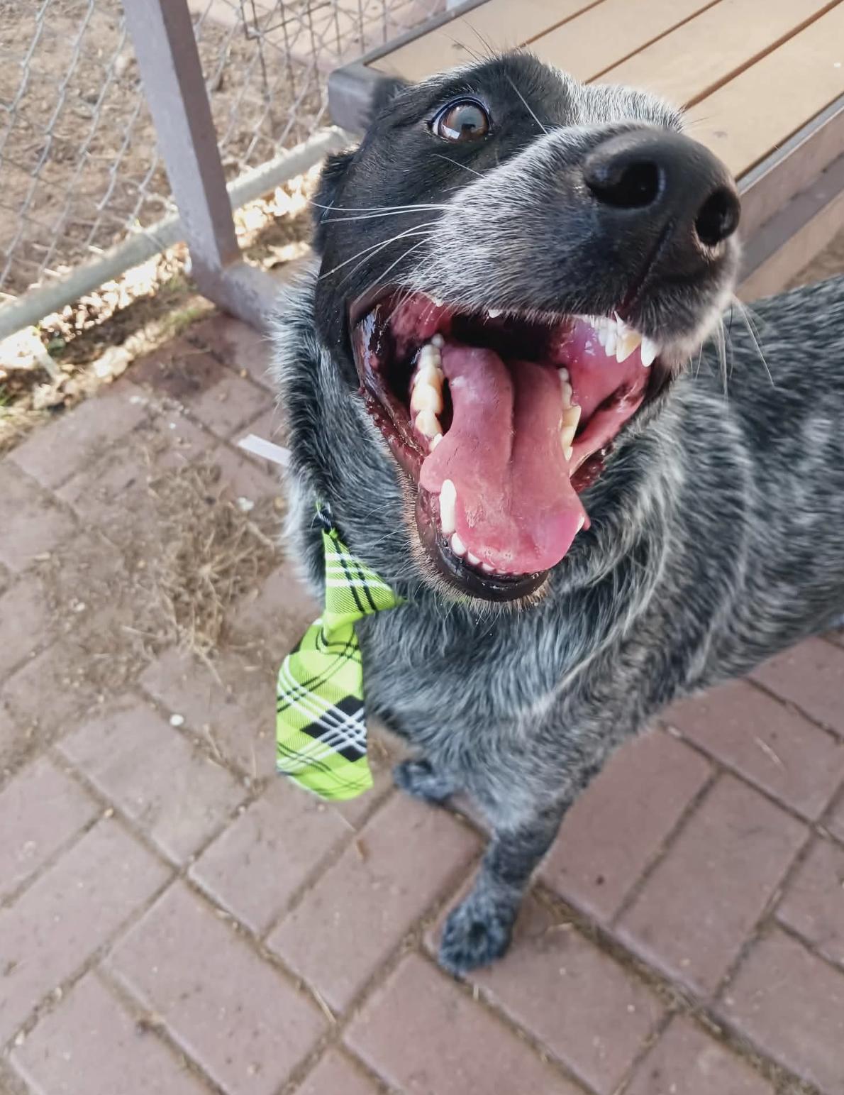 Enlarge Wade, a Adoptable Australian Cattle Dog / Blue Heeler in Kankakee, IL image 2/2
