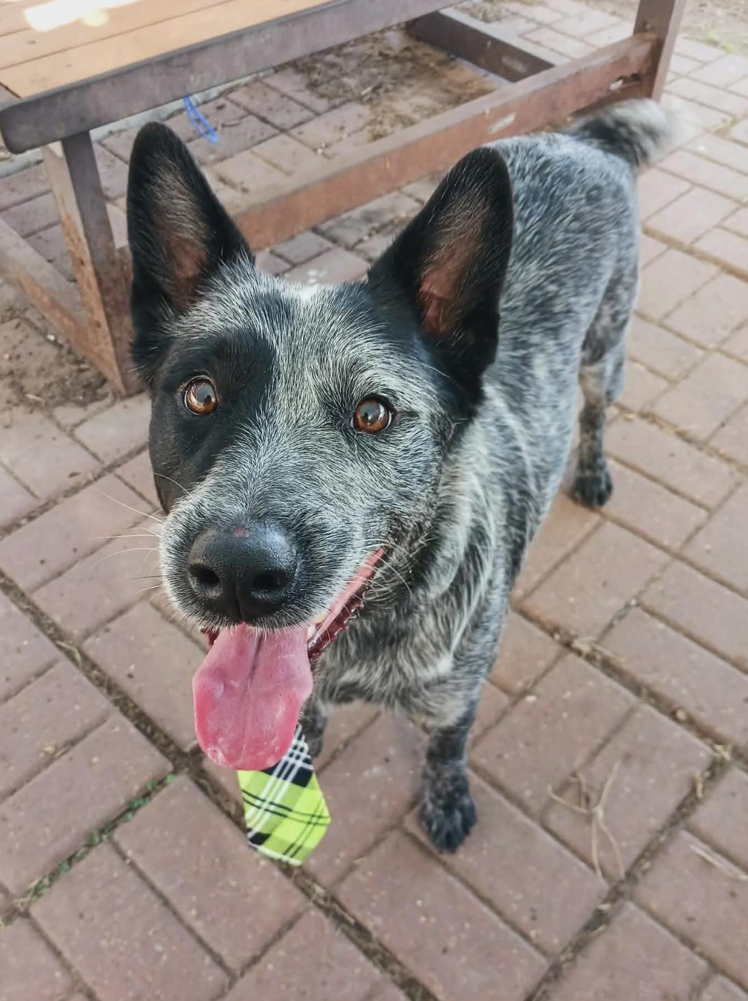 Wade, Adoptable, Young Male Australian Cattle Dog / Blue Heeler.