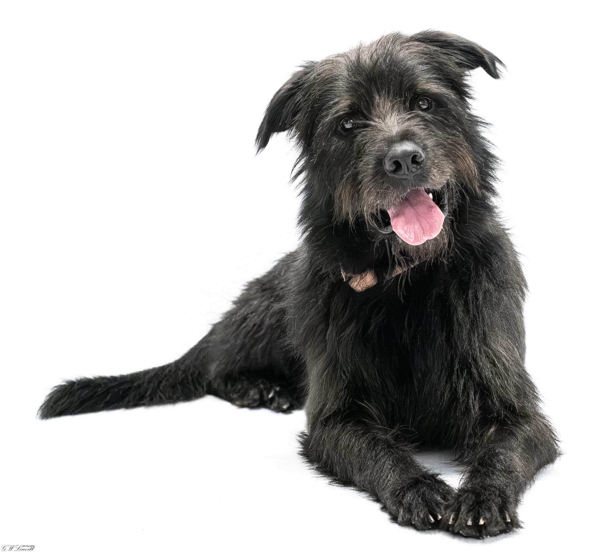 Zoro, Adoptable, Young Male Mixed Breed.