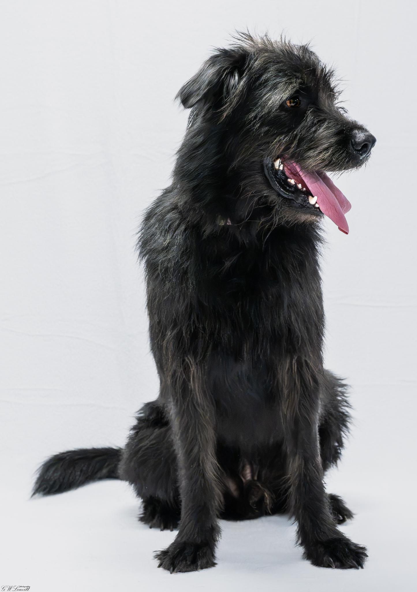 Enlarge Zoro, a Adoptable Mixed Breed in Argyle, NY image 6/6