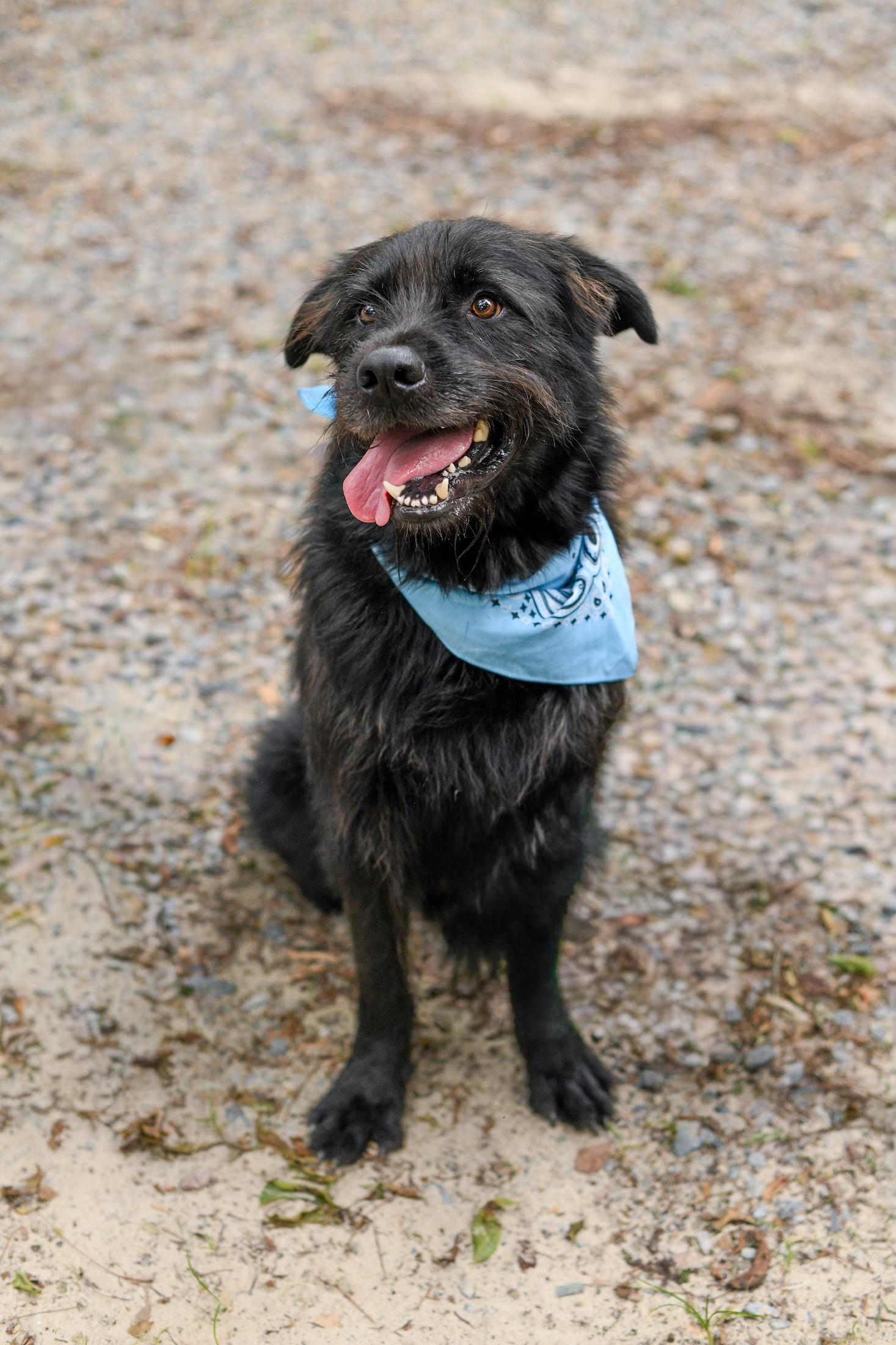 Enlarge Zoro, a Adoptable Mixed Breed in Argyle, NY image 3/6